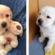 😍 These Labrador Puppies Will Brighten Your Day 🐶 | Cute Puppies