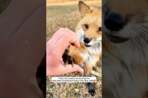 They rescued a drowning fox and then released it back into the wild #shorts #animals