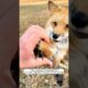 They rescued a drowning fox and then released it back into the wild #shorts #animals