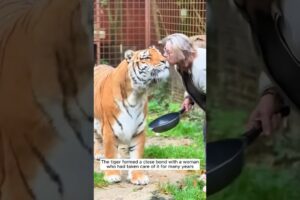 They rescued an abandoned tiger and raised it by love #shorts