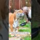 They rescued an abandoned tiger and raised it by love #shorts