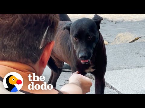 This Dog Rescue Will Make You Believe In Fate | The Dodo