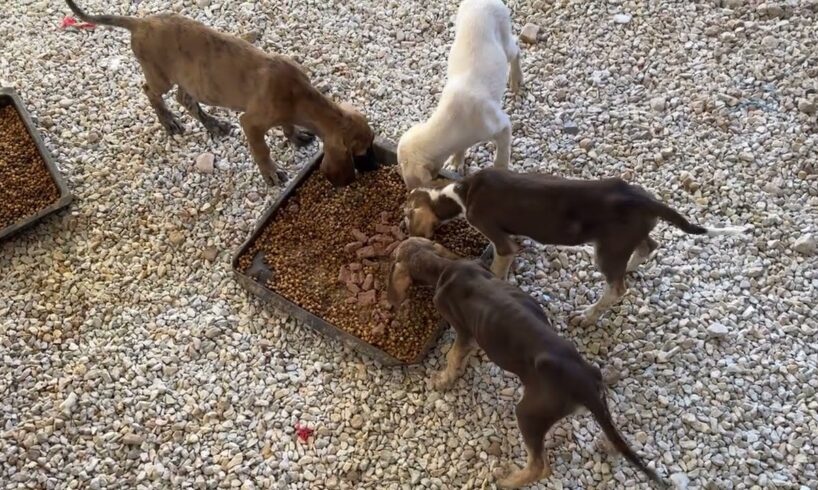 This Four Puppies Survived the Parvo Virus!  - Takis Shelter