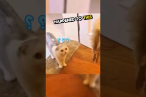 This cat was surprised after her ferret friend's gone 🥹💕 #shorts #mademesmile #ferret