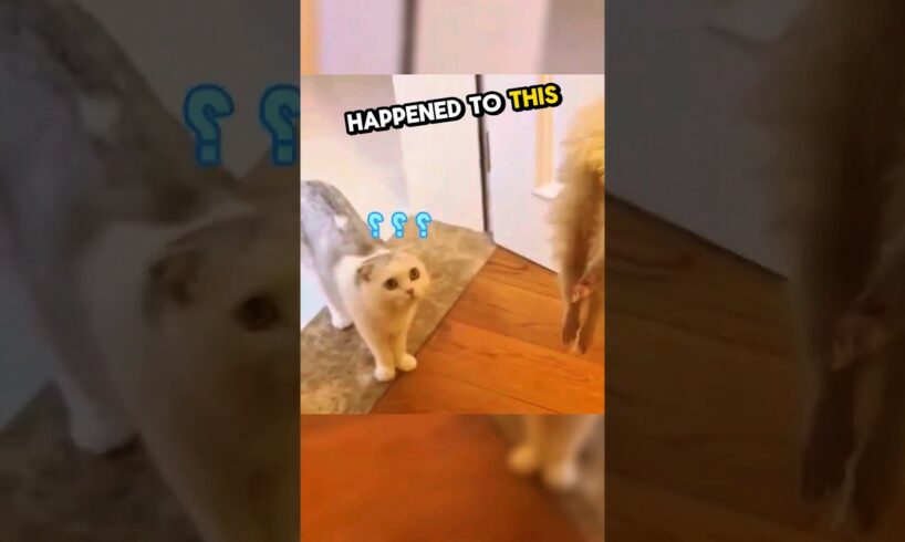 This cat was surprised after her ferret friend's gone 🥹💕 #shorts #mademesmile #ferret