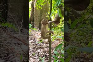 This little cute monkey always play so happy #monkeyplay #monkey #monkeybehavior #cute #wildlife