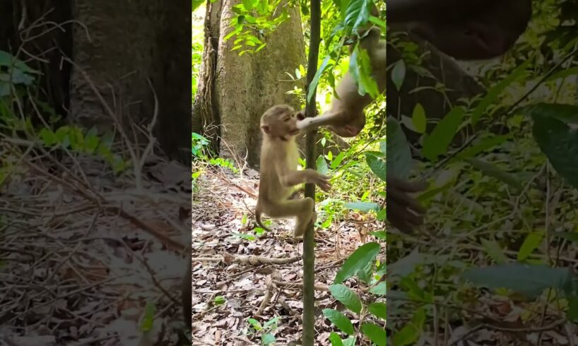 This little cute monkey always play so happy #monkeyplay #monkey #monkeybehavior #cute #wildlife