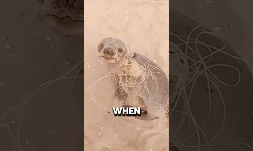 This little guy said "thank you" after his rescue 🥺❤️ #shorts