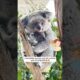 This woman rescued a koala until she found... #shorts