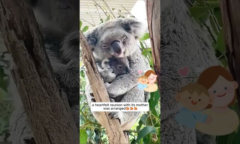 This woman rescued a koala until she found... #shorts