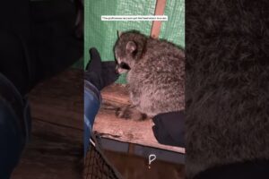 This woman rescued a raccoon and adopted it #animals #animalshorts #shortvideo #rescue