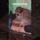 This woman rescued a raccoon and adopted it #animals #animalshorts #shortvideo #rescue