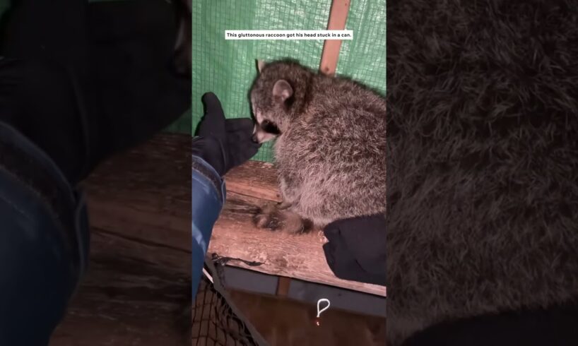 This woman rescued a raccoon and adopted it #animals #animalshorts #shortvideo #rescue