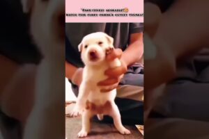 "Thumka time with the cutest puppy 🐾💃"#shorts #cute #cutedog #babydolldance #thumka #viral#trending