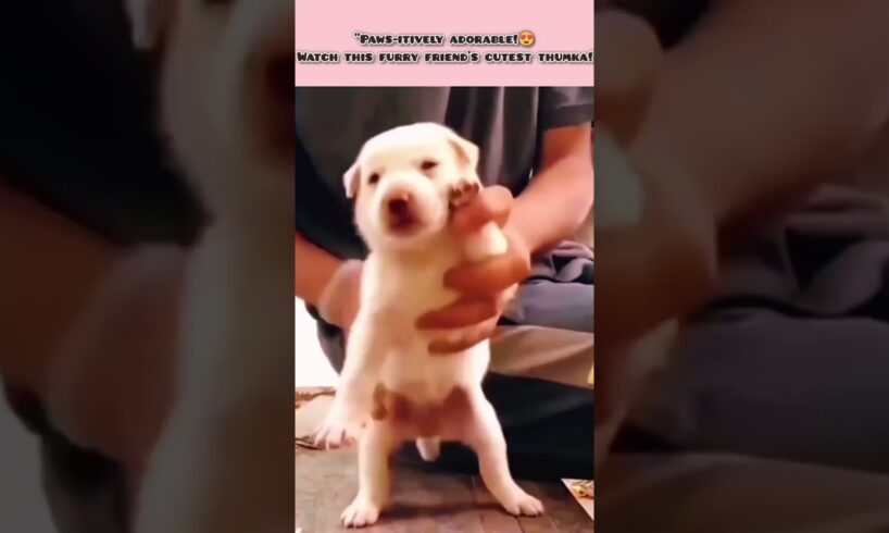 "Thumka time with the cutest puppy 🐾💃"#shorts #cute #cutedog #babydolldance #thumka #viral#trending