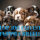 Top 100 Cutest Puppies Breeds