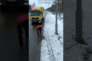 Touching rescue: Truck driver saves lost dog #shorts