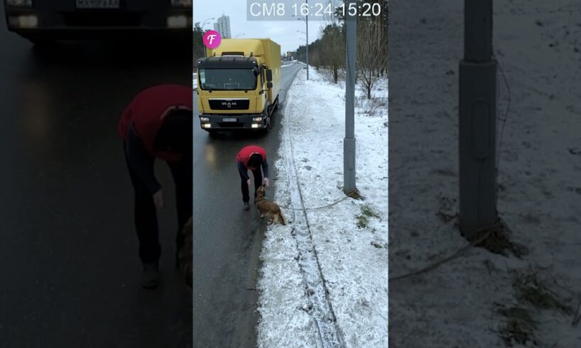 Touching rescue: Truck driver saves lost dog #shorts