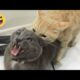 Try Not To Laugh Cats And Dogs Videos 😁 - New Funny Animals Video 2024 #1