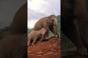 Two baby elephant playing