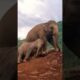 Two baby elephant playing