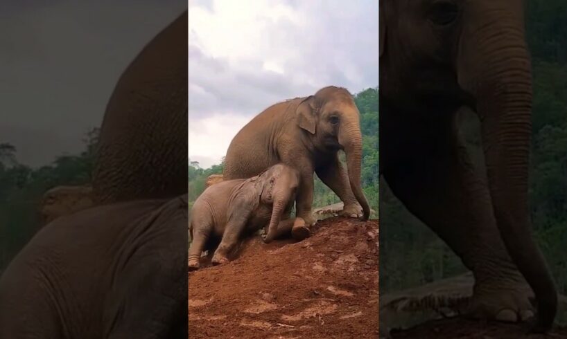 Two baby elephant playing