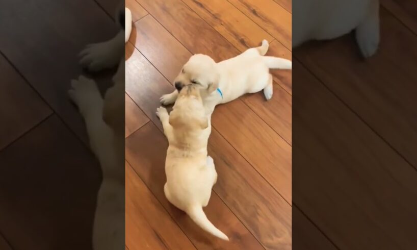 Two cute puppies like to play with each other, brothers love each other very much