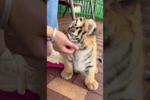 🐯🐯🐯WOW!!! adorable baby #tigercub #tiger #kitten #foryou #fpy #cute #kitty