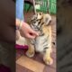 🐯🐯🐯WOW!!! adorable baby #tigercub #tiger #kitten #foryou #fpy #cute #kitty