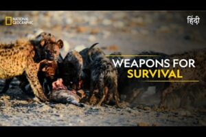 Weapons for Survival | Animal Fight Club | हिन्दी | S5 - E6 | National Geographic