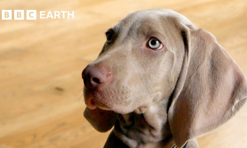 Weimaraner Puppy Reunited with Brother for Play Date | Wonderful World of Puppies | BBC Earth