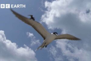 What Do These Birds and Coconuts Have In Common? | South Pacific | BBC Earth