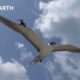 What Do These Birds and Coconuts Have In Common? | South Pacific | BBC Earth