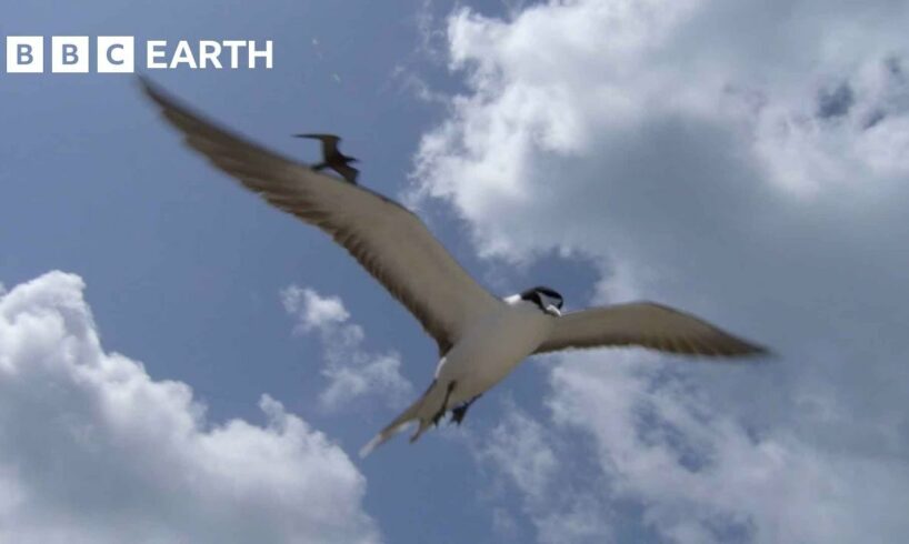 What Do These Birds and Coconuts Have In Common? | South Pacific | BBC Earth