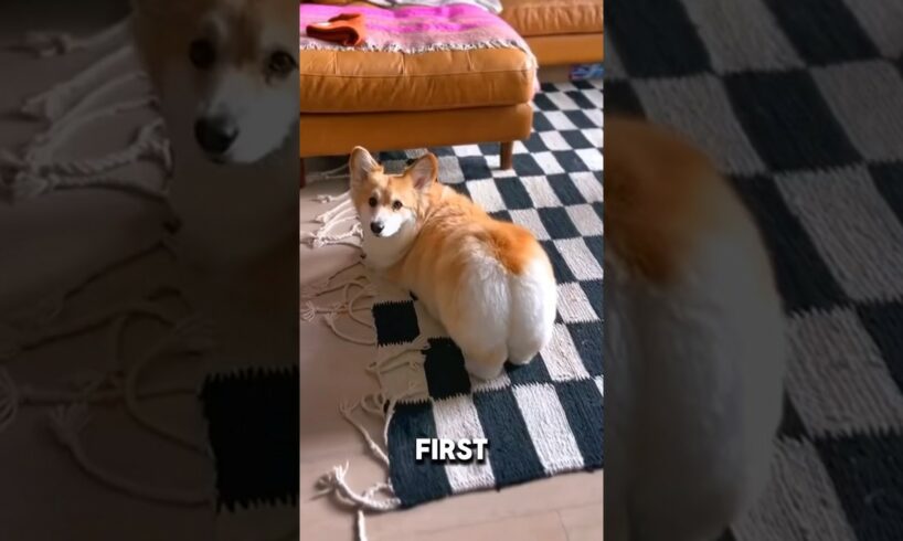 What would happen, if a short legged corgi had puppies with different dogs #pets #love #cute