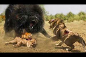 When Animals Messed With The Wrong Opponent !