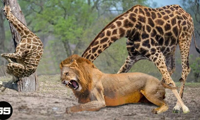 When Animals Messed With The Wrong Opponent |  Animal Fight