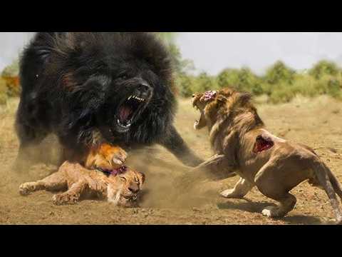 When Animals Messed With The Wrong Opponent !