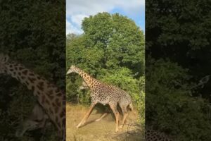 When giraffes fight, it is really their neck on the line! #giraffe #giraffes #fights