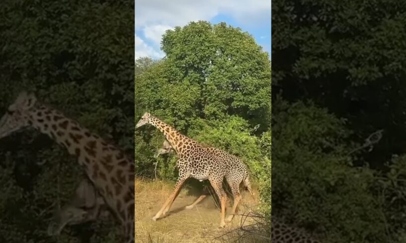 When giraffes fight, it is really their neck on the line! #giraffe #giraffes #fights