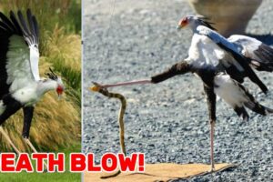 Which Animal Fights Best? Answer will Greatly Surprise You