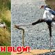 Which Animal Fights Best? Answer will Greatly Surprise You