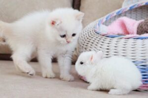 White kitten and white Tiny bunnies 🐰