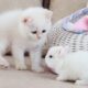 White kitten and white Tiny bunnies 🐰