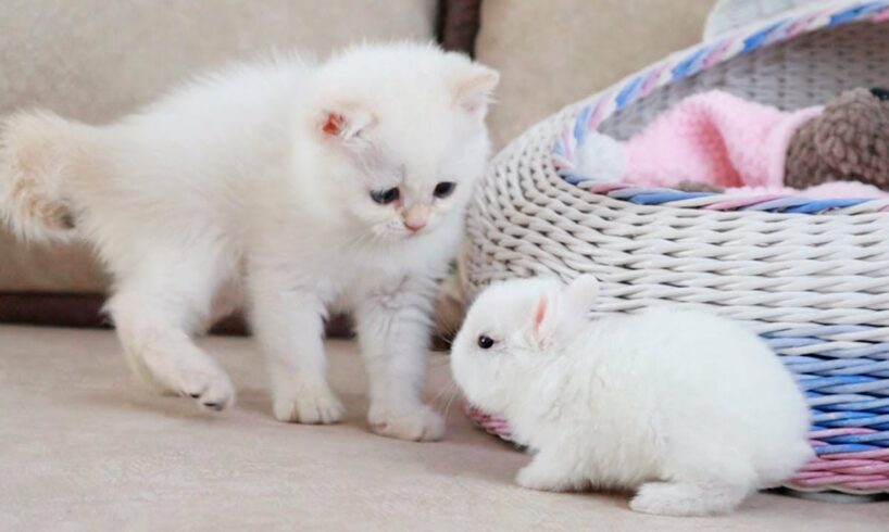 White kitten and white Tiny bunnies 🐰