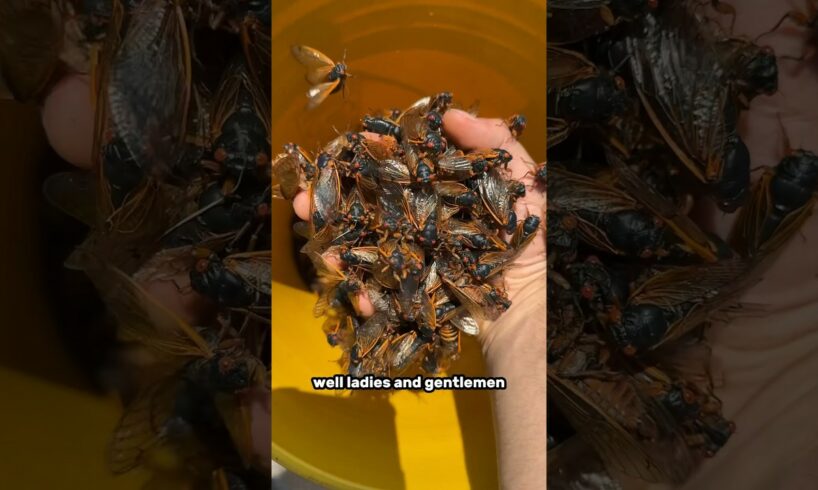 Why do I have a bucket of CICADAS?!