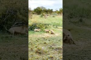 "Wild Clash: Hyena vs. Lion - Intense Fight for Dominance!"
