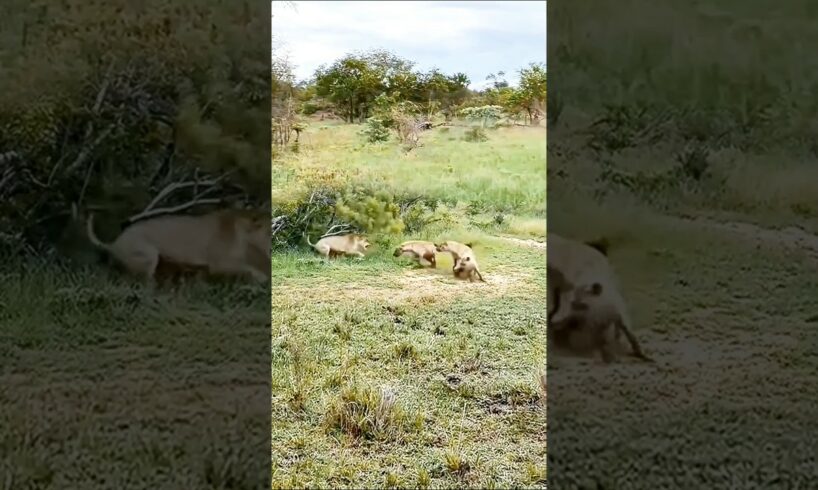 "Wild Clash: Hyena vs. Lion - Intense Fight for Dominance!"