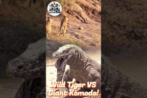 Wild Lion vs Giant Komodo: Shocking Results Revealed! #amazing #movie