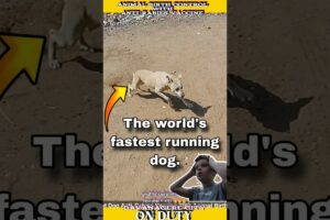 World Fastest Running Dog Catch 🏃 #dog #rescue #shorts #viral